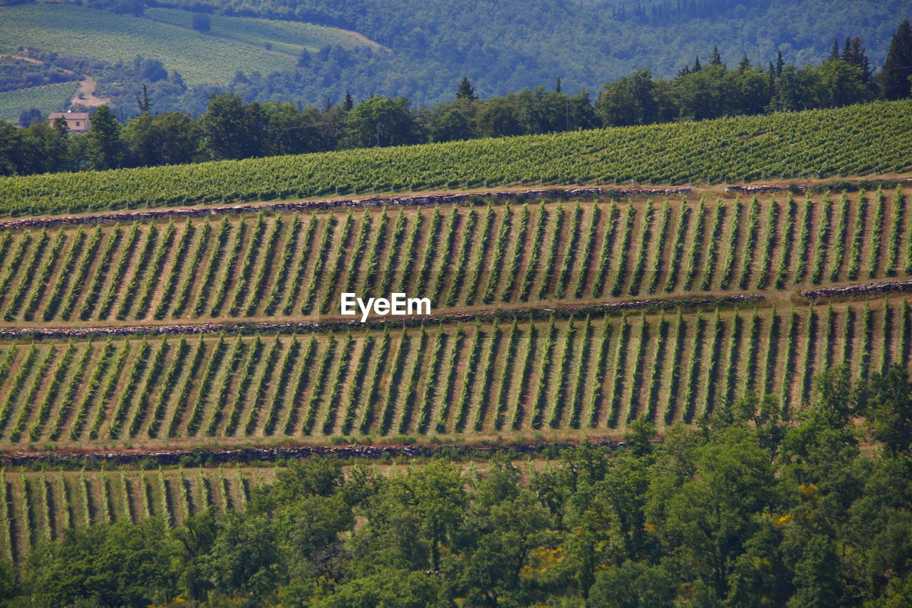 Scenic view of vineyard