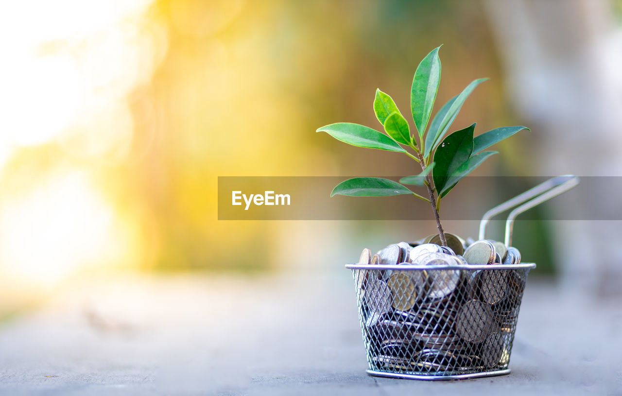 CLOSE-UP OF POTTED PLANT ON BASKET