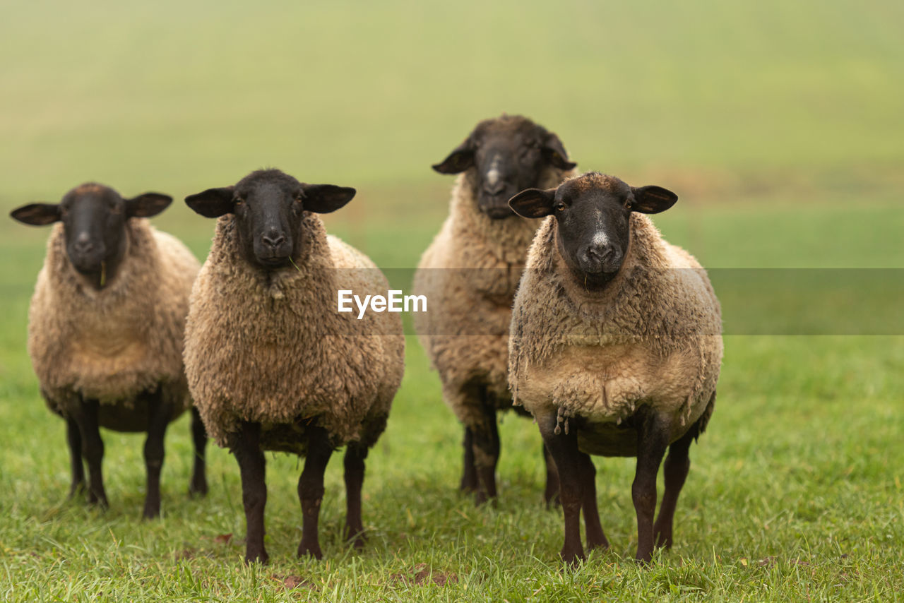 PORTRAIT OF SHEEP STANDING IN FIELD