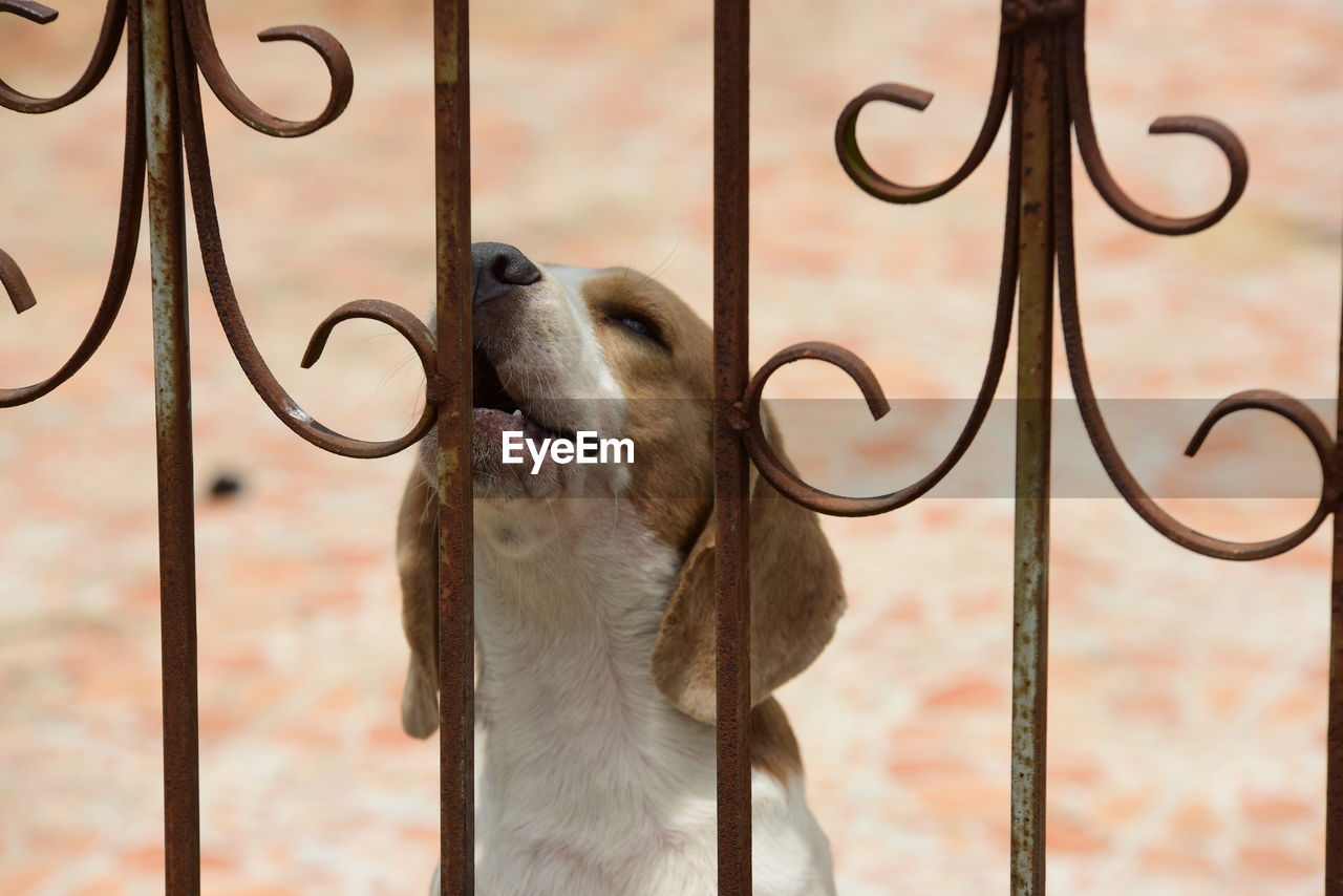 Close-up of dog looking through metal fence