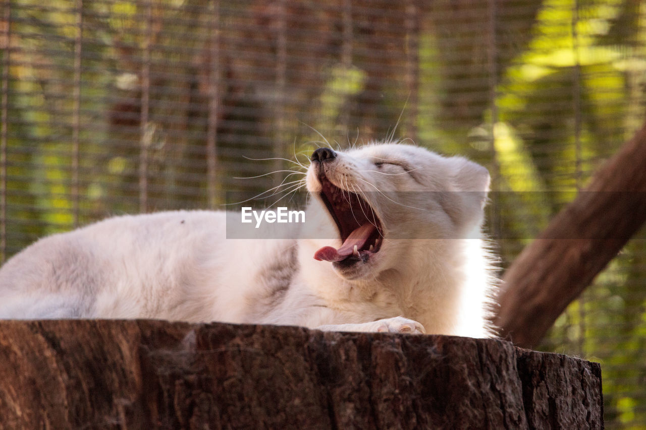 Close-up of fox yawning