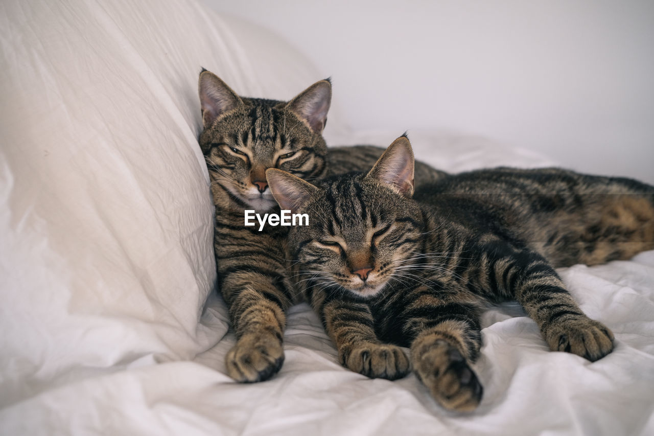 close-up of cat sleeping on bed at home