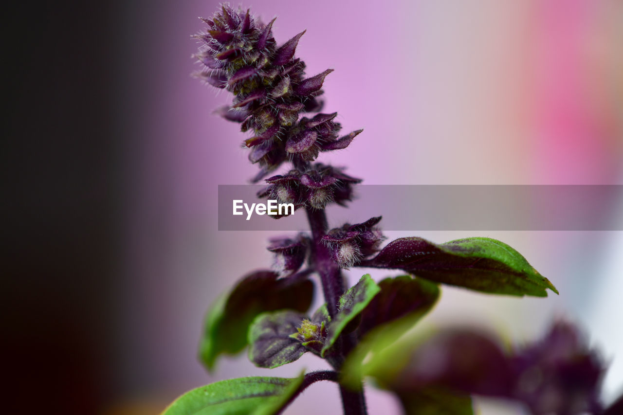 Close-up of purple flowering plant