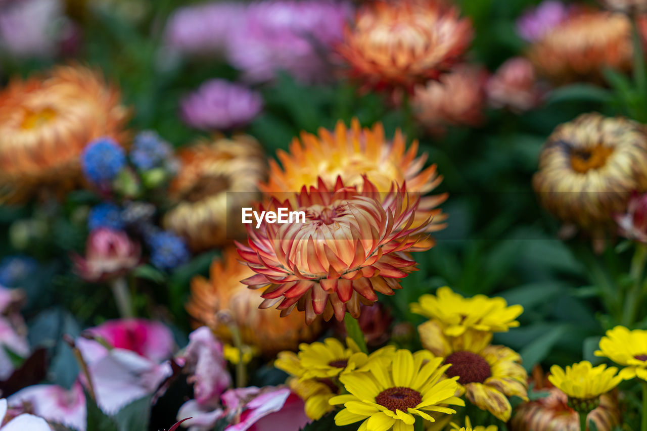 flower, flowering plant, plant, beauty in nature, freshness, nature, multi colored, close-up, growth, no people, flower head, yellow, macro photography, petal, outdoors, fragility, inflorescence, wildflower, summer, botany, day, pink, focus on foreground, garden, floristry, animal wildlife, daisy, plant part, food, selective focus, travel destinations, chrysanths, springtime