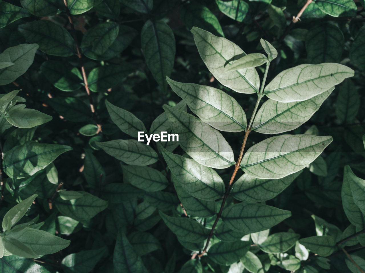 High angle view of leaves