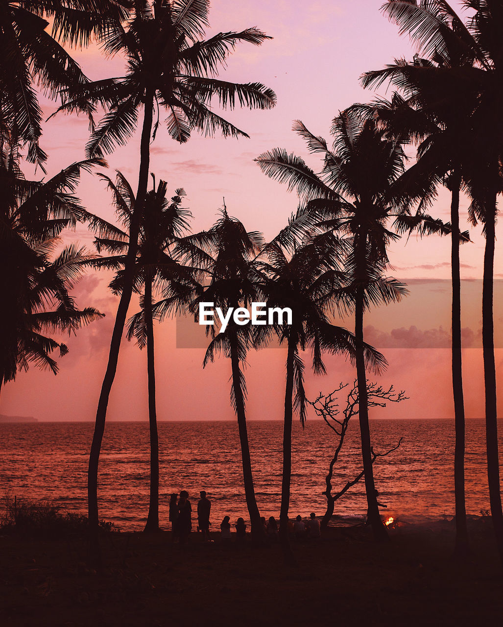 Silhouette palm trees on beach against sky during sunset