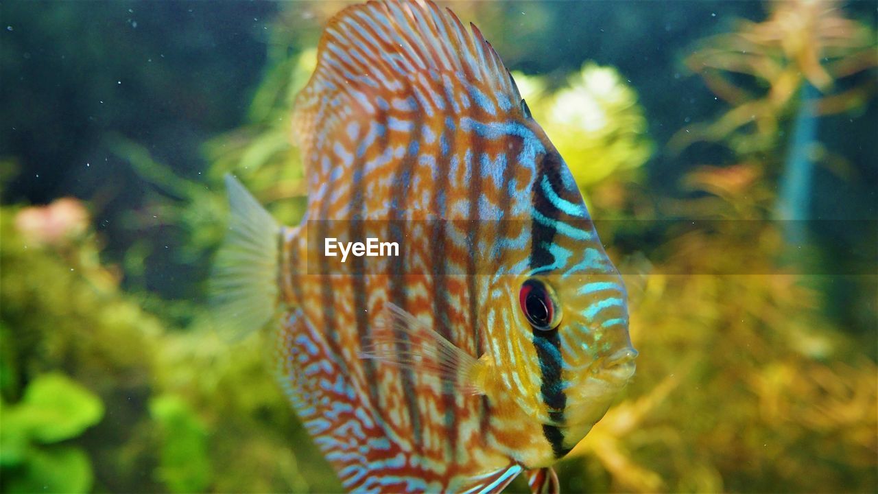 Close-up of fish underwater