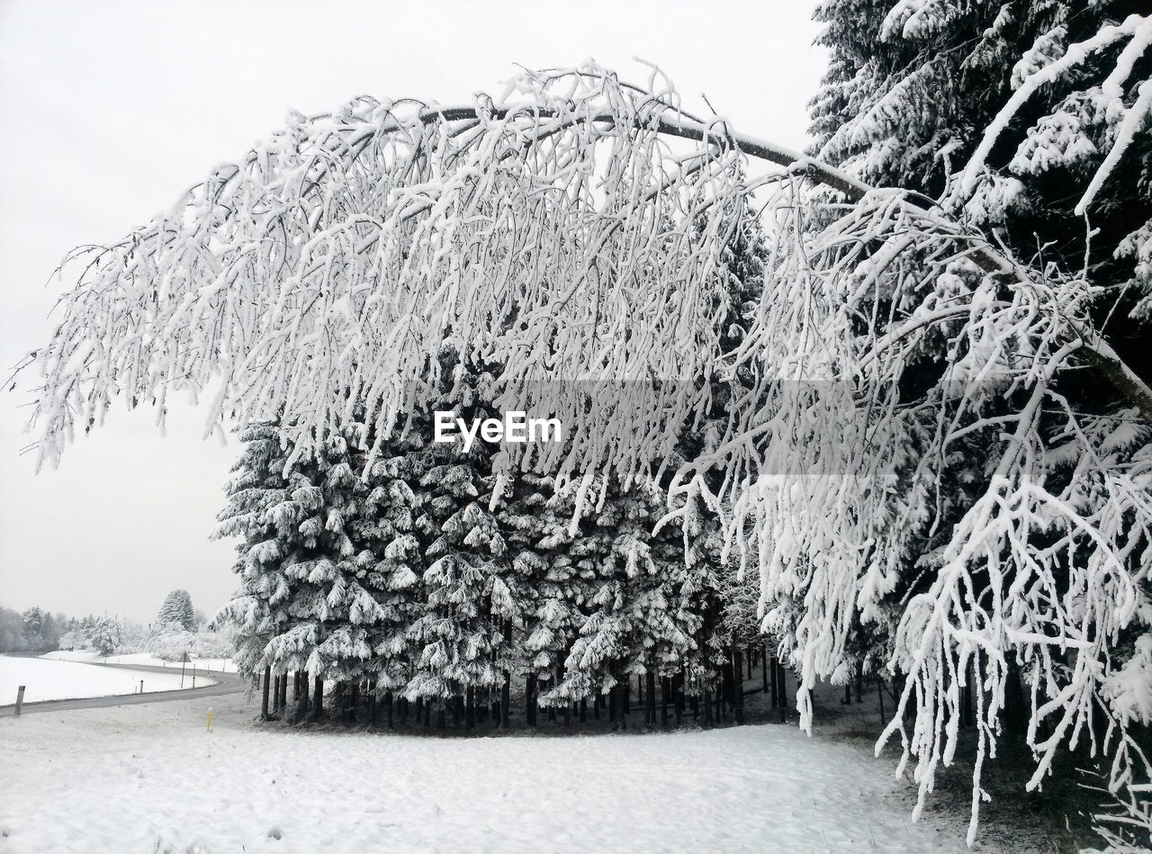 Trees on snow covered landscape against sky