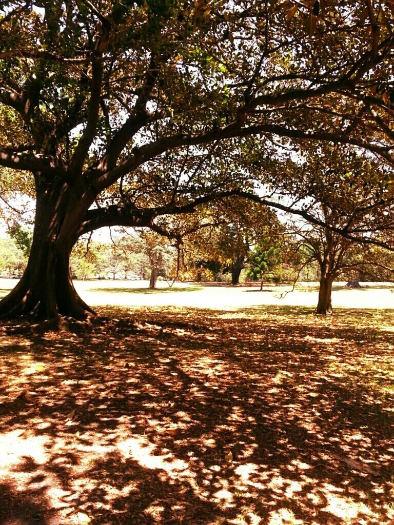 TREES IN PARK