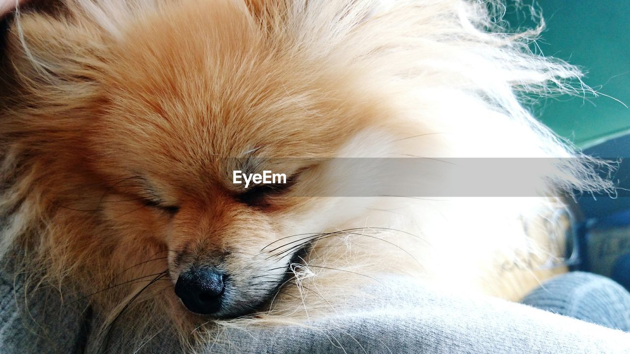 CLOSE-UP OF DOG RELAXING ON BLANKET