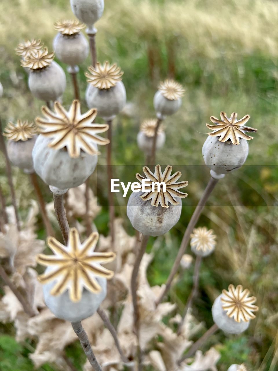 plant, flower, flowering plant, nature, beauty in nature, freshness, wildflower, close-up, no people, fragility, growth, focus on foreground, day, flower head, inflorescence, white, land, outdoors, plant stem, field, herb, selective focus, botany