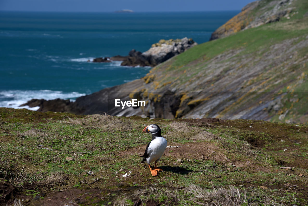 High angle view of bird on beach