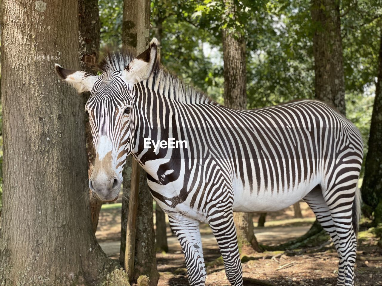 Zebras standing in a zoo