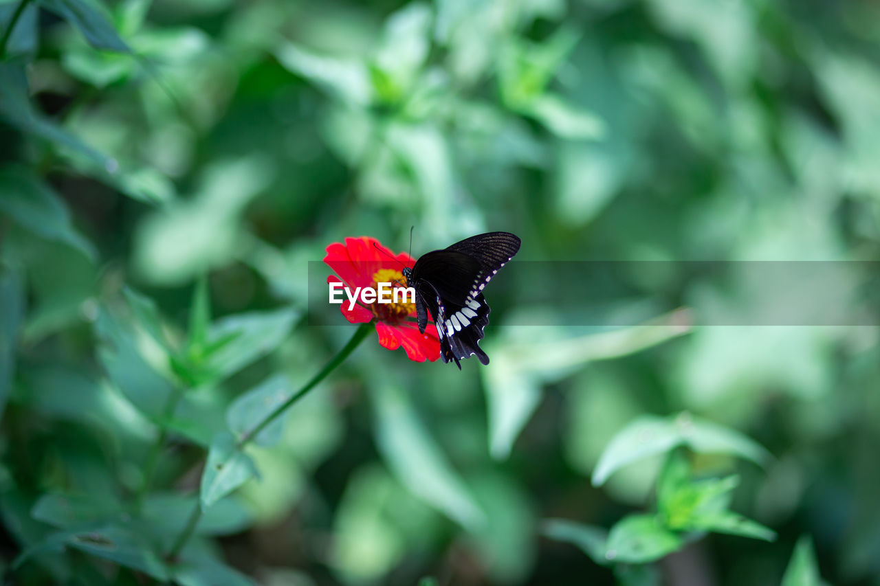 butterfly on flower
