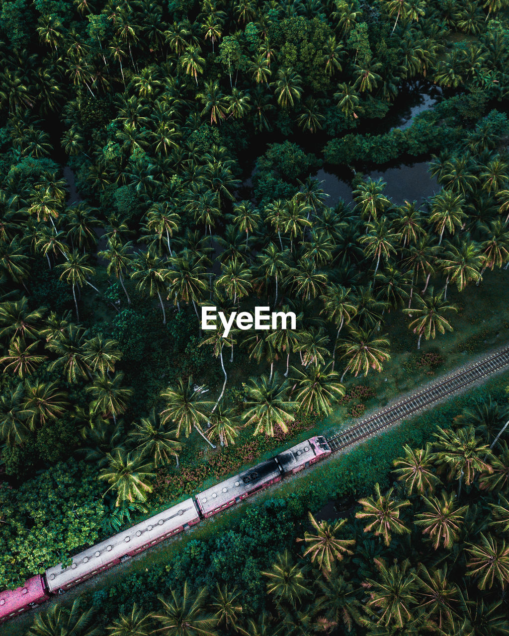 High angle view of trees in forest train palms