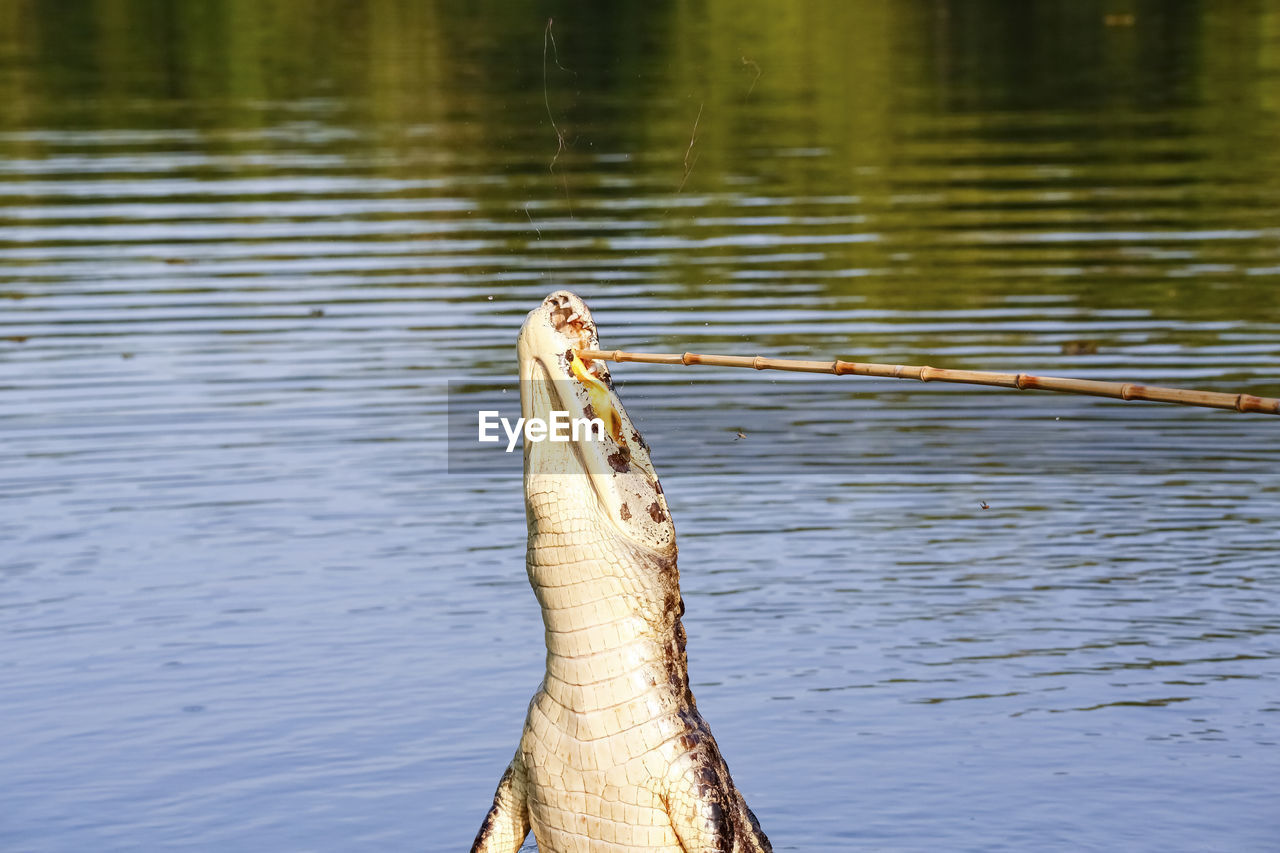 high angle view of tree in lake