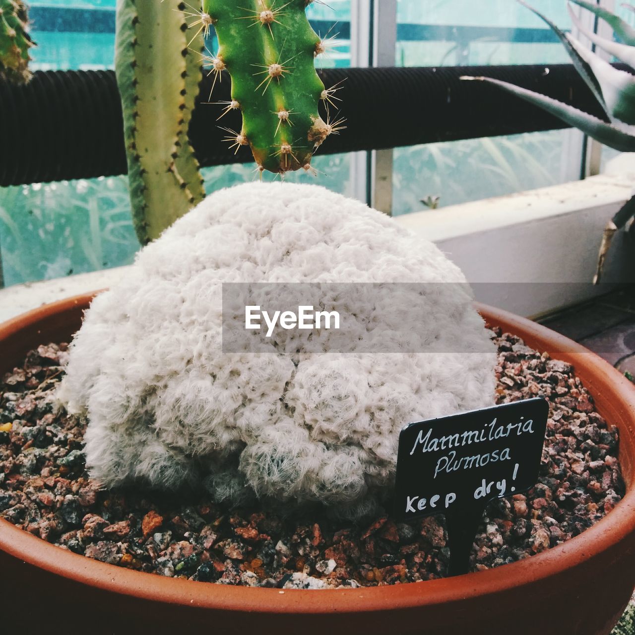 Close-up of feather cactus