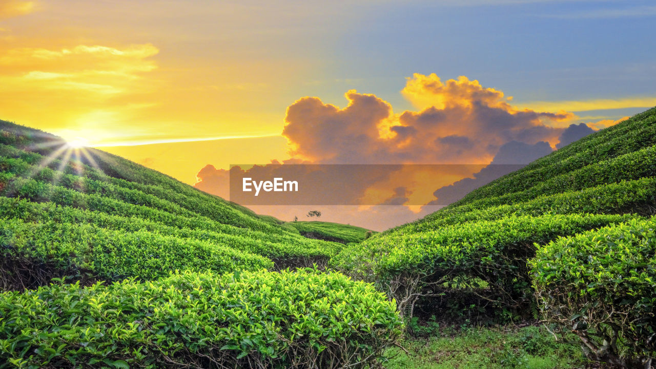 Scenic view of agricultural field against sky during sunset