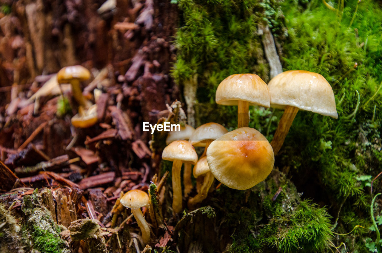 Close-up of mushrooms growing on field