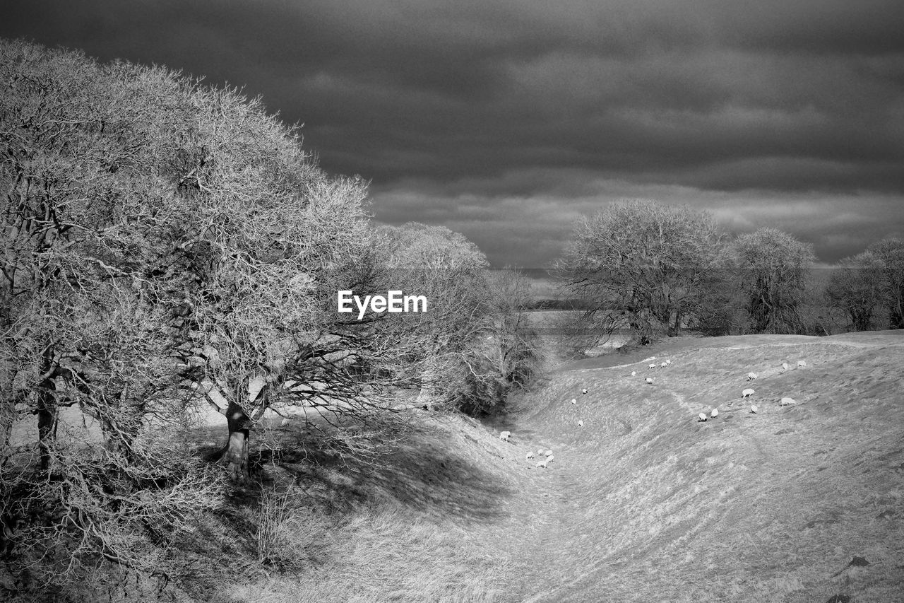 TREES AGAINST SKY