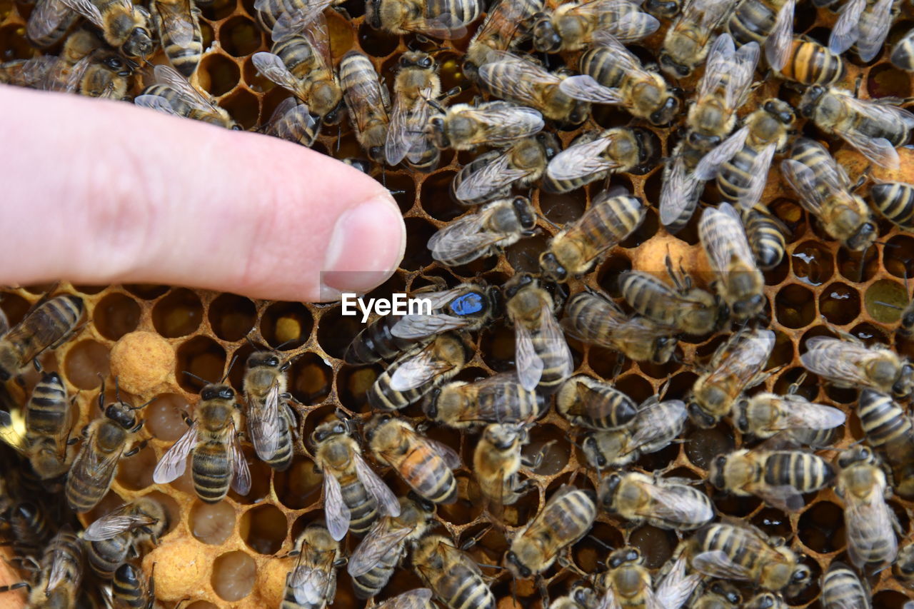 CLOSE-UP OF BEE ON PERSON HAND