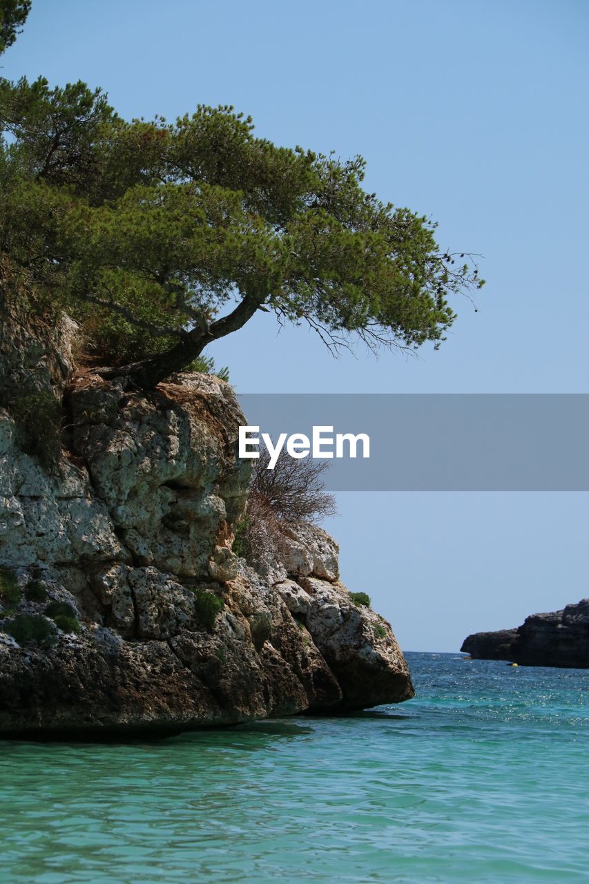 TREE BY SEA AGAINST CLEAR SKY