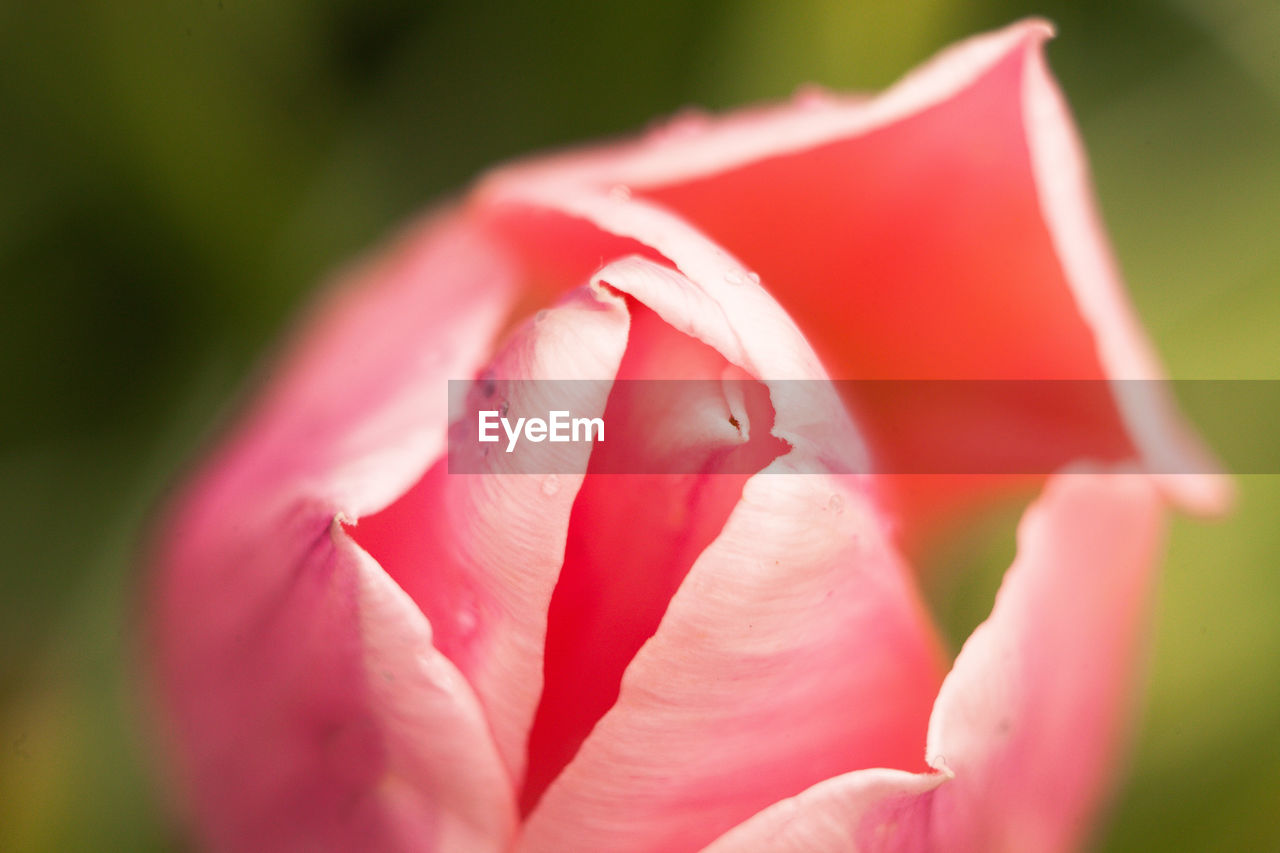 Close-up of pink rose blooming outdoors