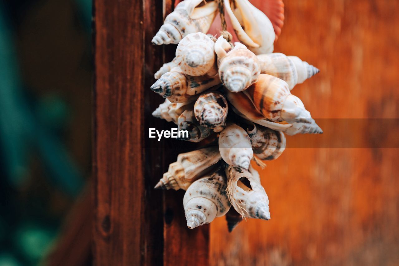 DIRECTLY ABOVE SHOT OF SHELLS ON DRY WOOD