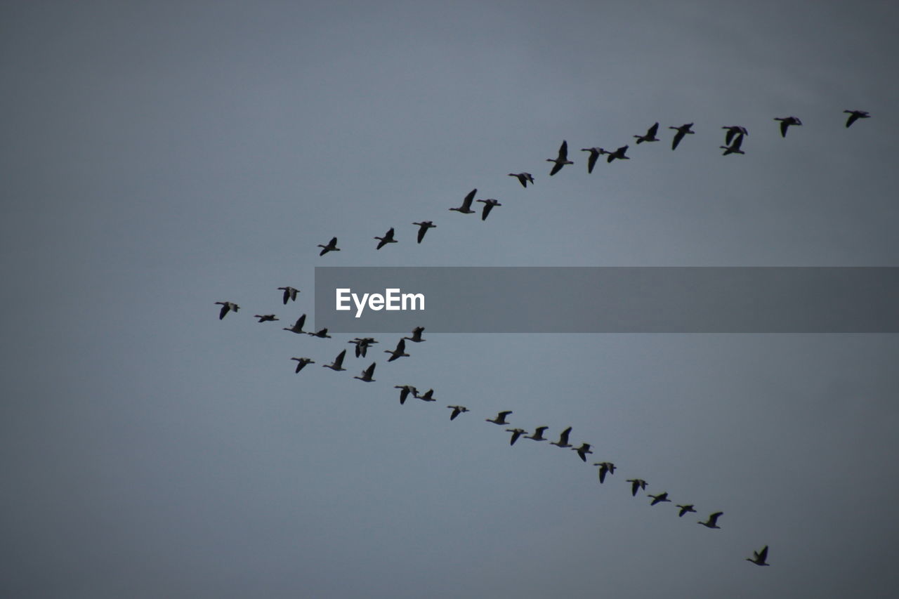 LOW ANGLE VIEW OF BIRDS FLYING