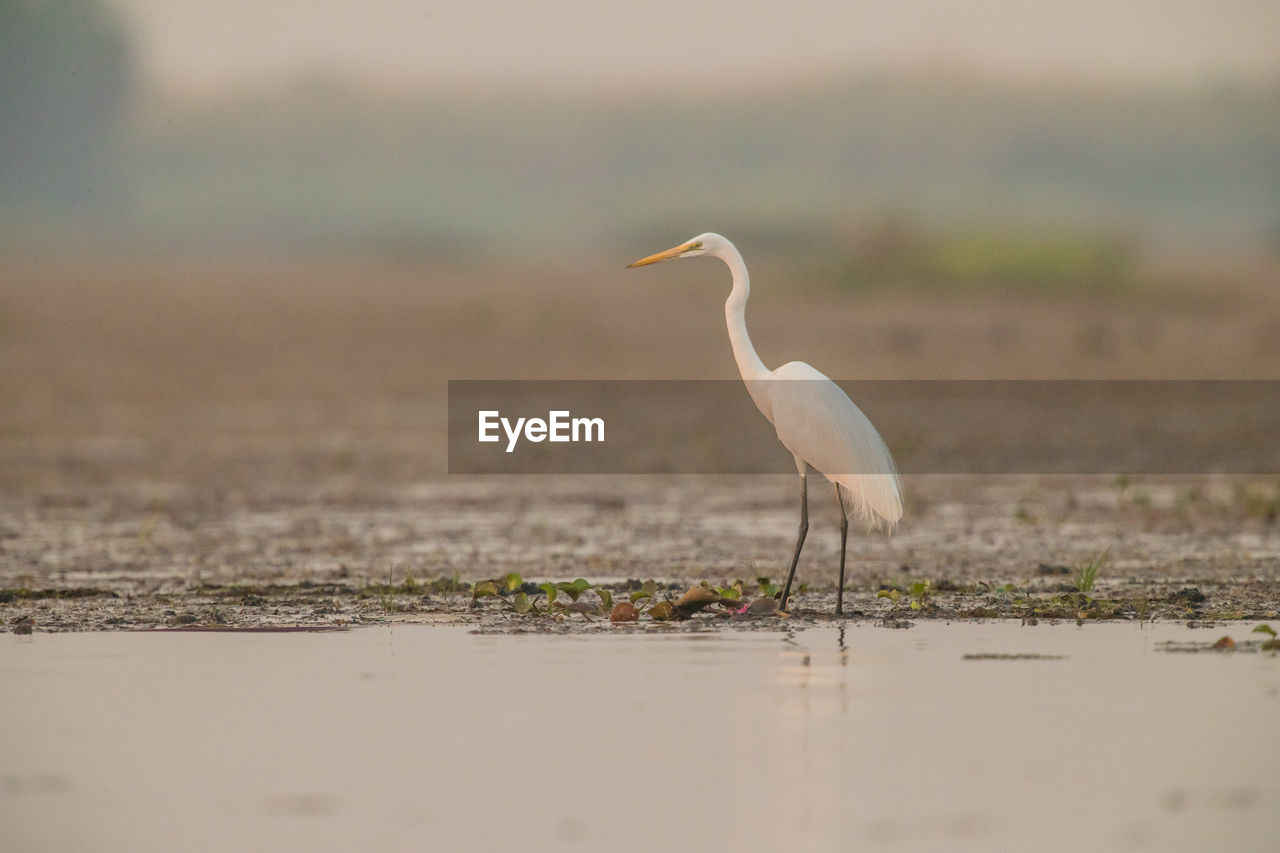 Egret perching in lake at sunset