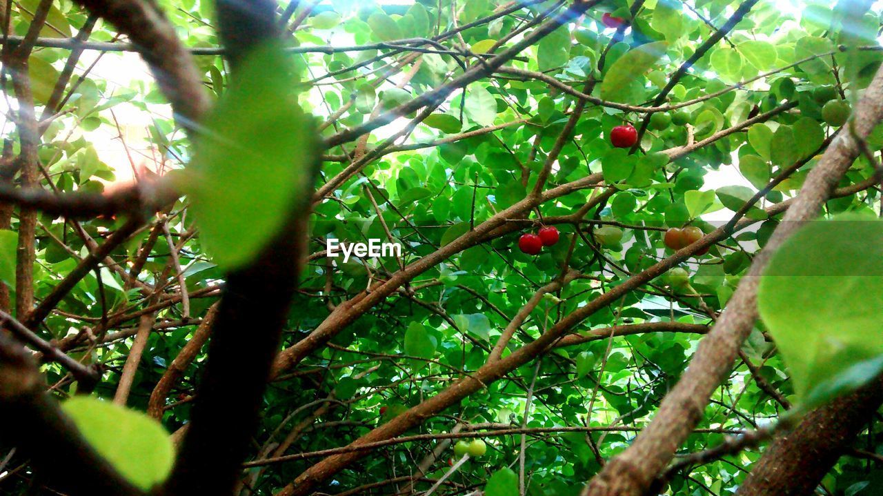 LOW ANGLE VIEW OF FRUIT TREE