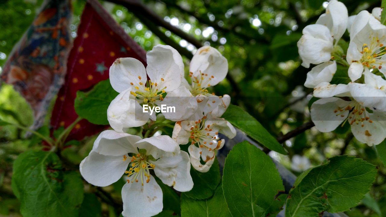 CLOSE-UP OF WHITE FLOWERS