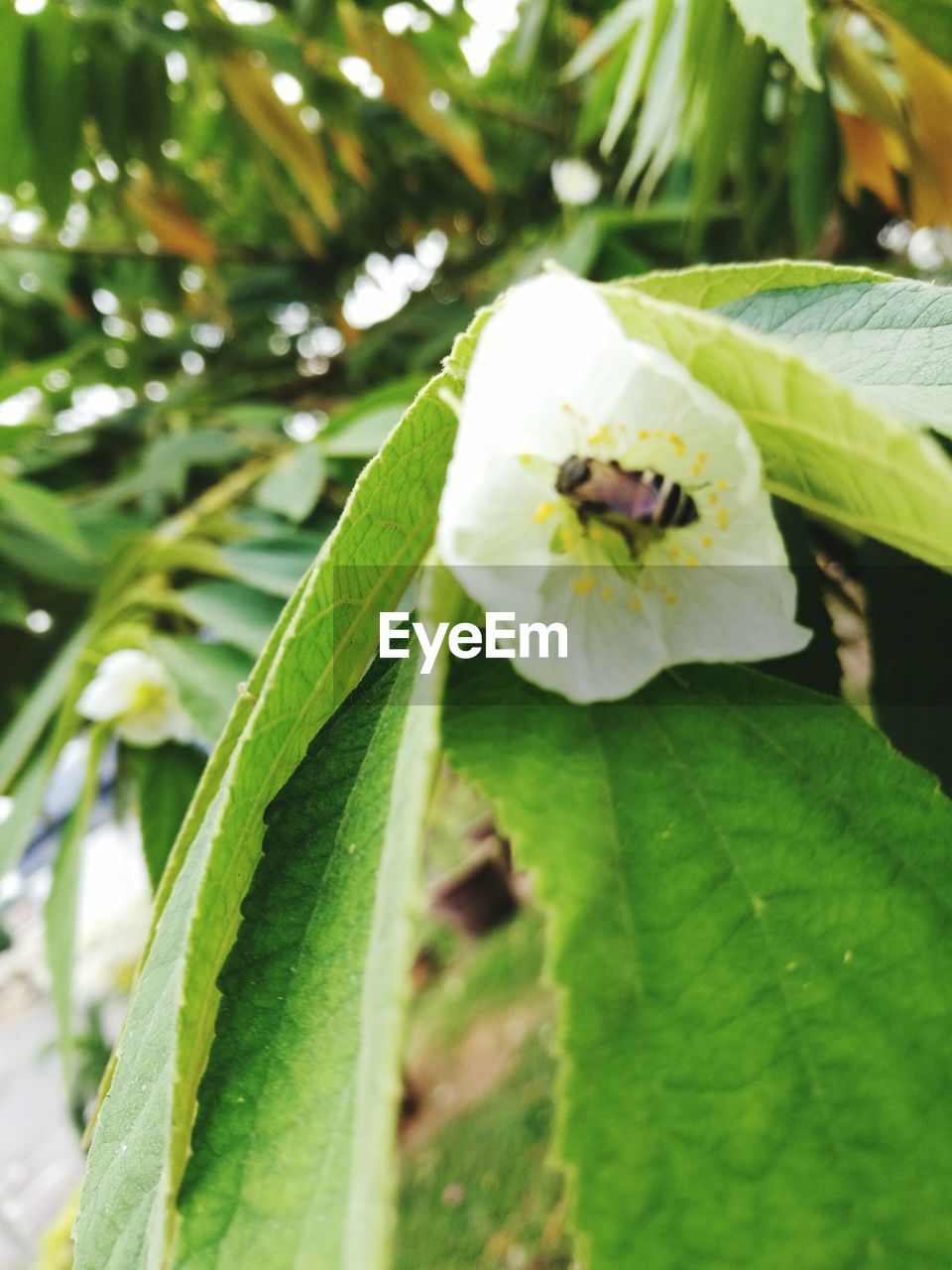 CLOSE-UP OF WHITE FLOWERS