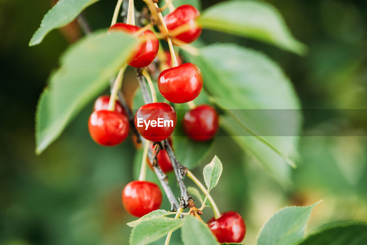 close-up of red berries on tree