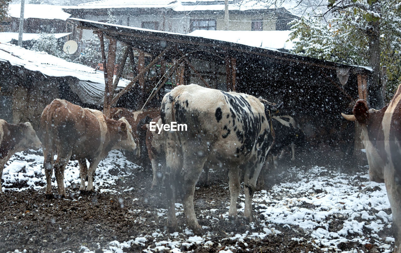 Close-up of cows in snow