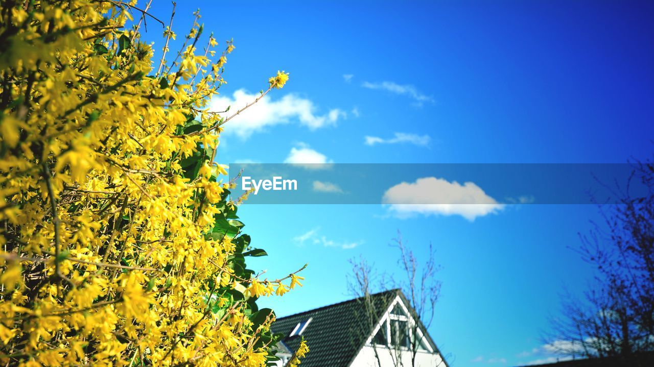 LOW ANGLE VIEW OF YELLOW FLOWERING PLANTS AGAINST BUILDING