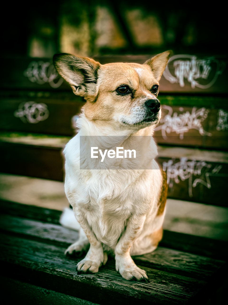 PORTRAIT OF DOG LOOKING AWAY WHILE SITTING ON FLOOR