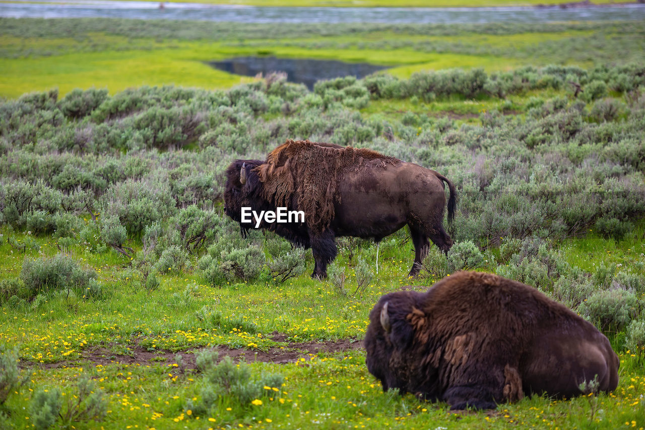 horse standing on grassy field