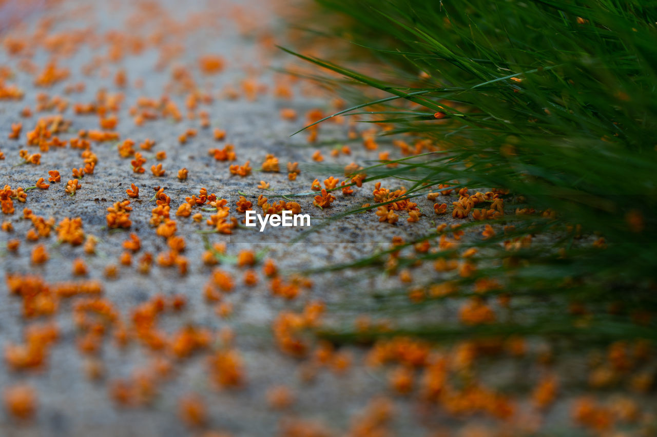 Yellow flowers on footpath during autumn