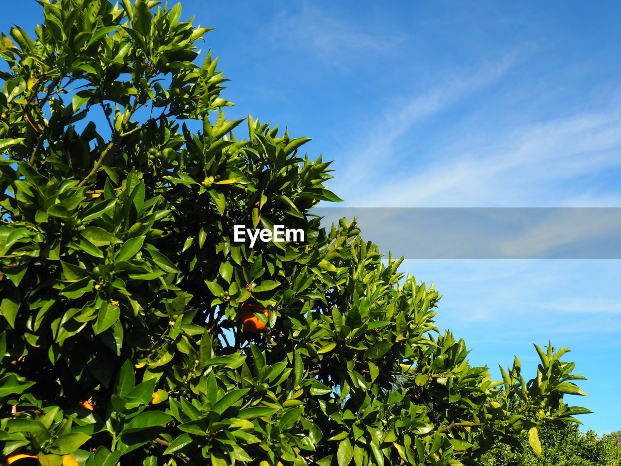 LOW ANGLE VIEW OF TREES AGAINST BLUE SKY