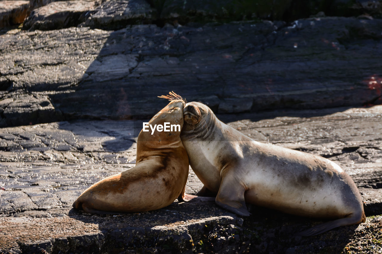 HORSE RELAXING ON ROCKS