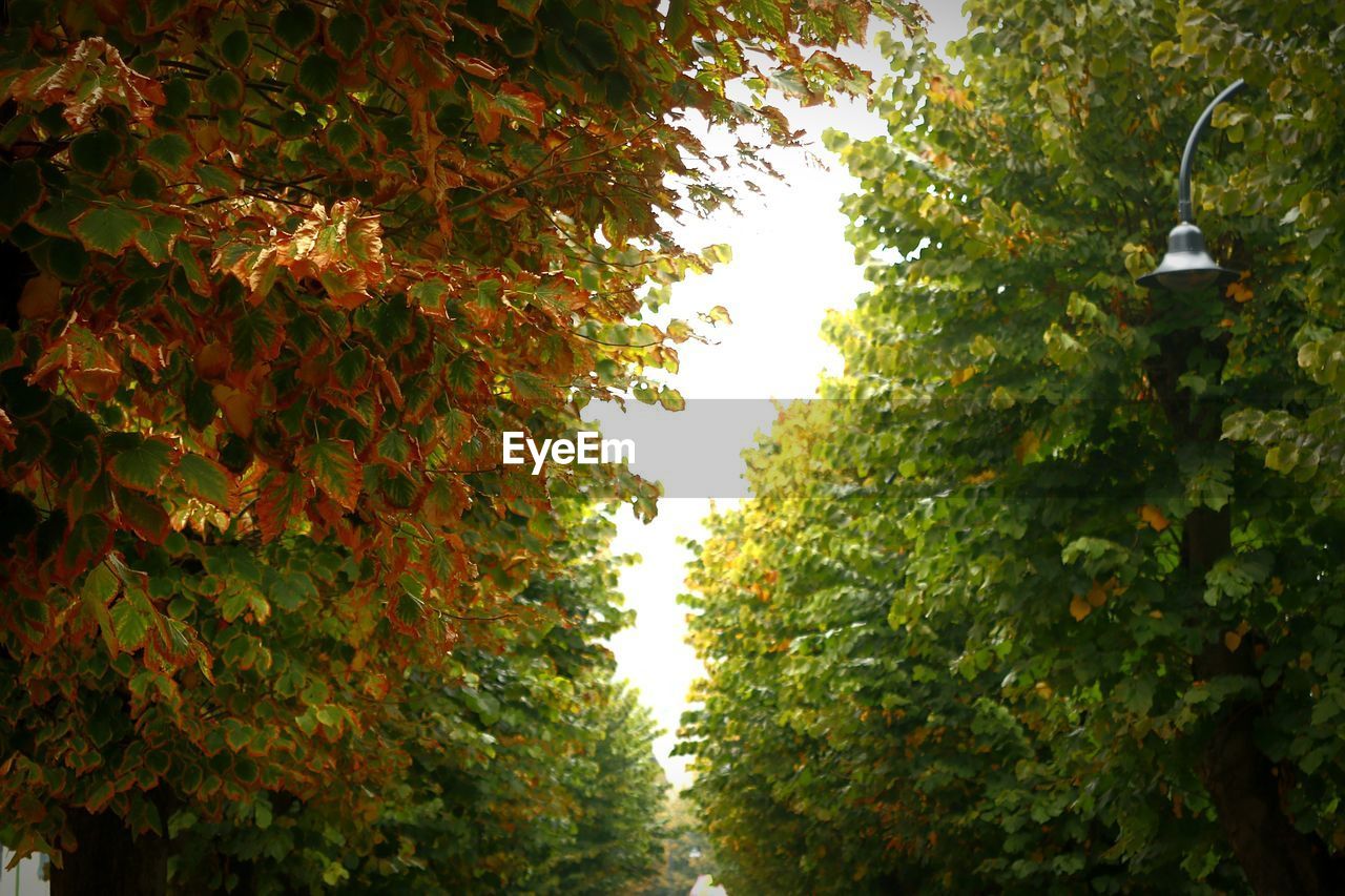 LOW ANGLE VIEW OF TREES ON AUTUMN LEAVES