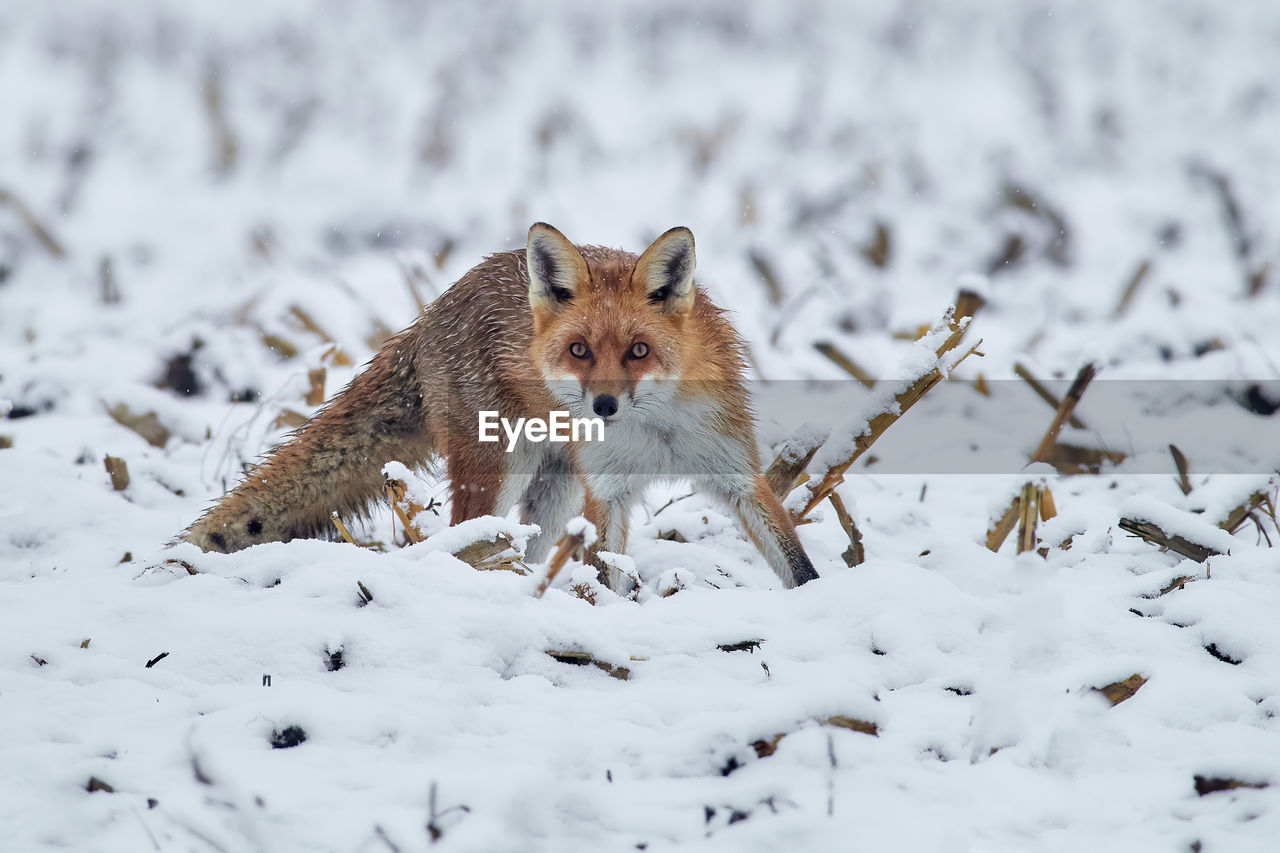 Portrait of fox on snow covered land