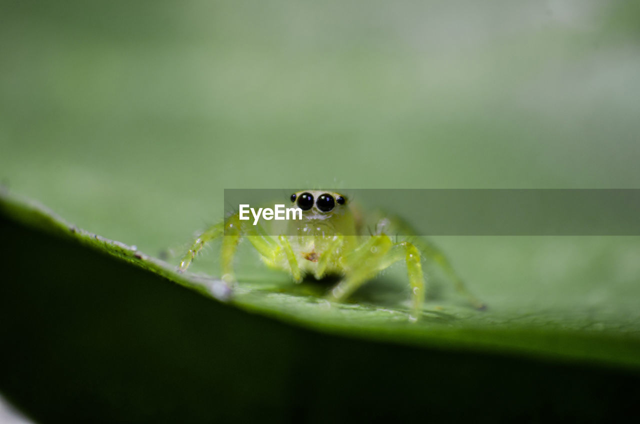 CLOSE-UP OF SPIDER ON GREEN LEAF