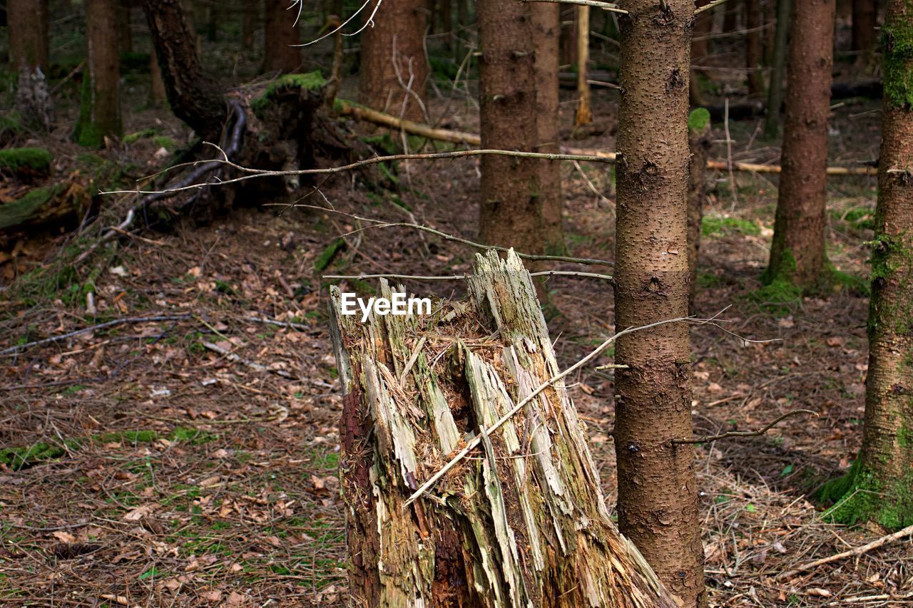 TREES GROWING IN FOREST