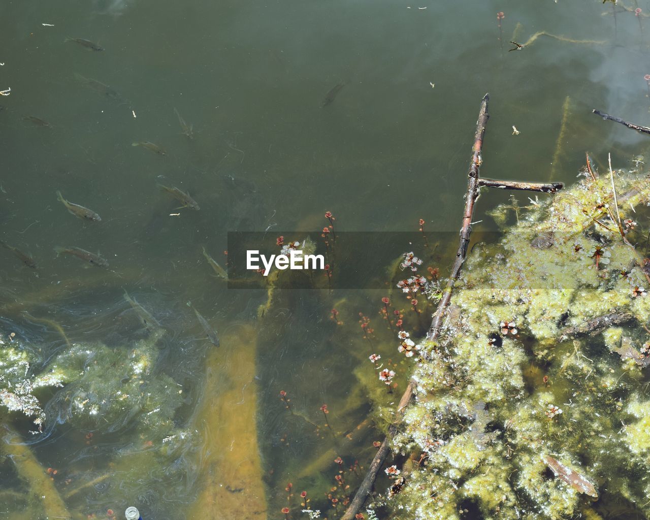 HIGH ANGLE VIEW OF FISH UNDERWATER