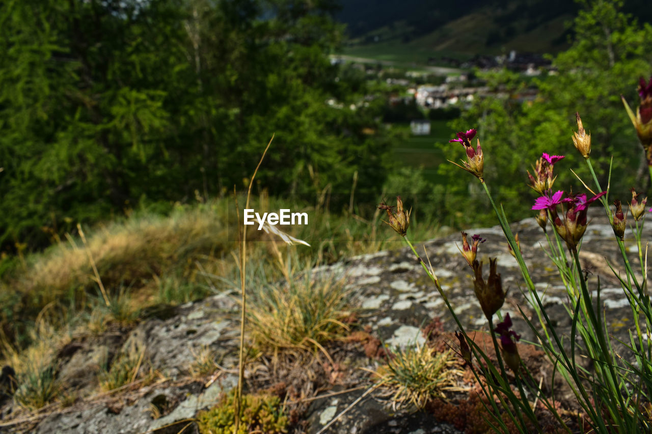 CLOSE-UP OF BIRD BLOOMING OUTDOORS