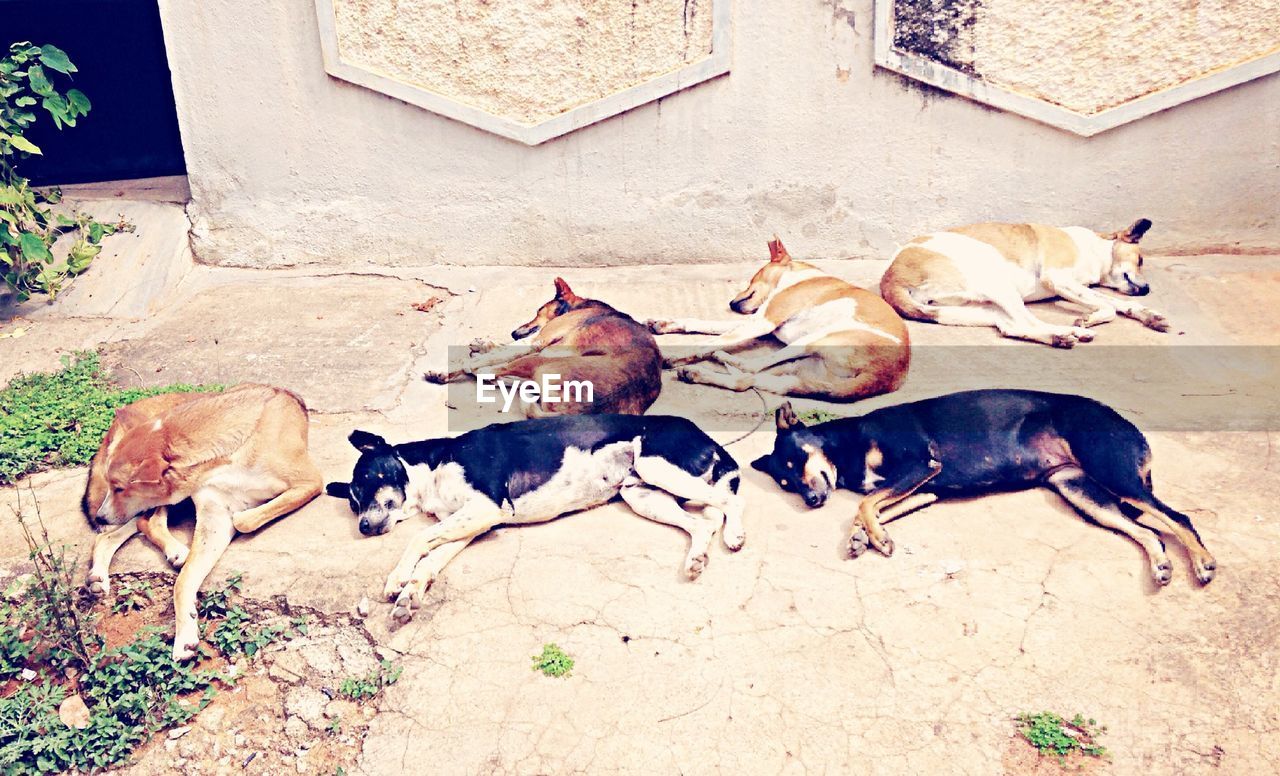 High angle view of dogs resting on footpath