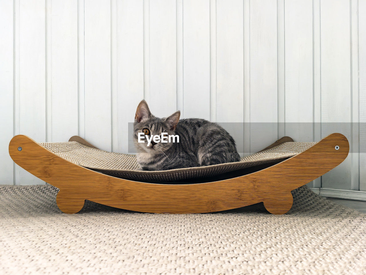 domestic animals, pet, animal, animal themes, mammal, cat, one animal, domestic cat, feline, furniture, relaxation, indoors, no people, wood, sitting, portrait, lying down