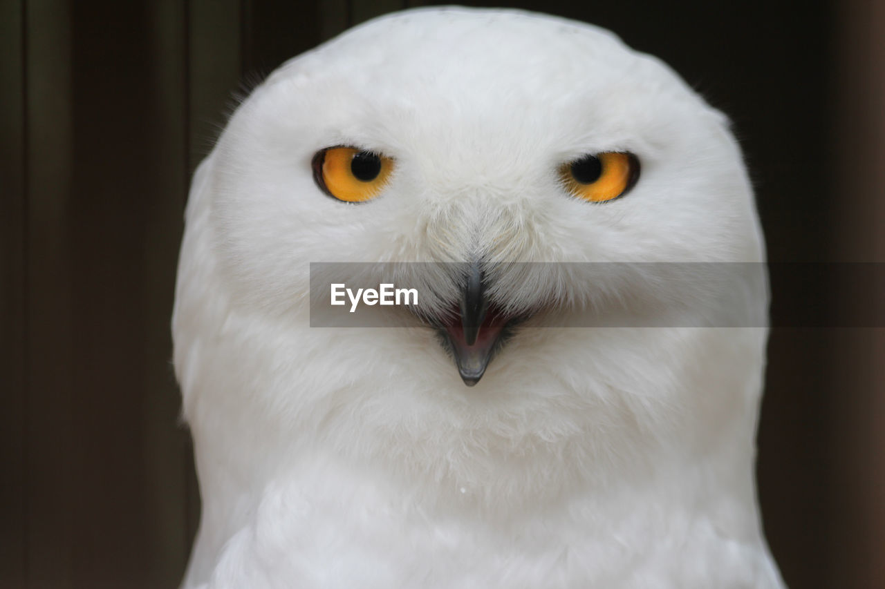 Snow owl close up